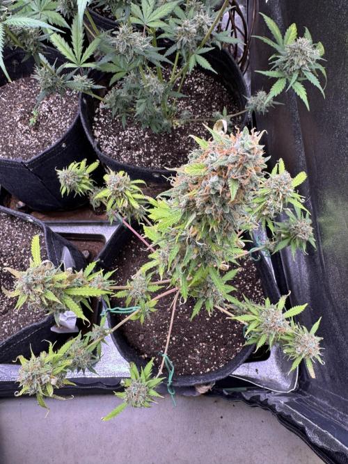 Elephant Berry Auto. Week 13