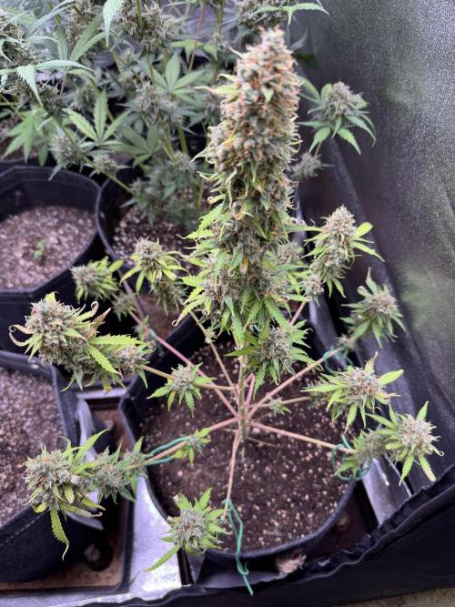 Elephant Berry Auto. Week 13