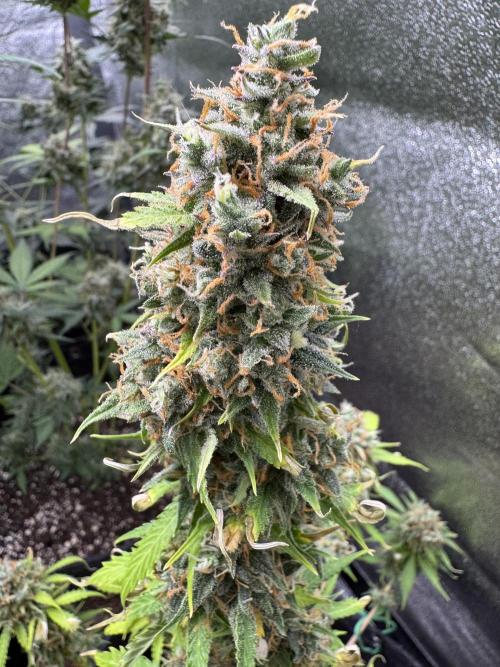 Elephant Berry Auto. Week 13