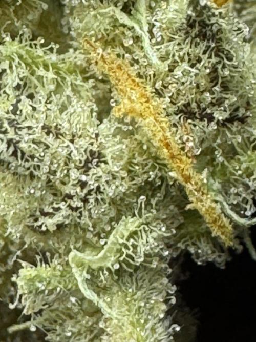 Auto Opium - Divine Seeds. Week 14