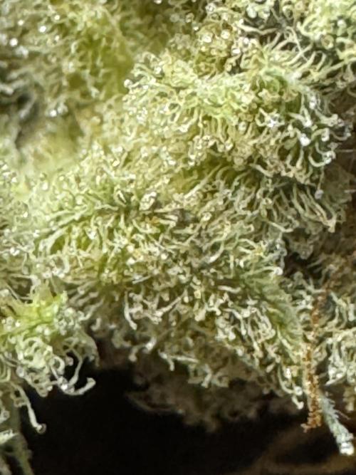 Auto Opium - Divine Seeds. Week 14