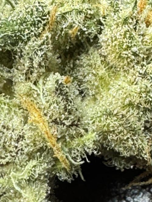 Auto Opium - Divine Seeds. Week 14