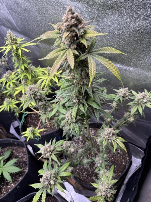 Auto Opium - Divine Seeds. Week 14