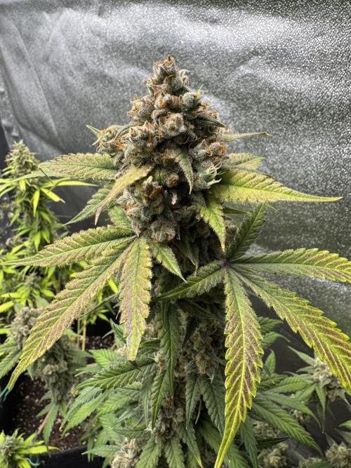 Auto Opium - Divine Seeds. Week 14