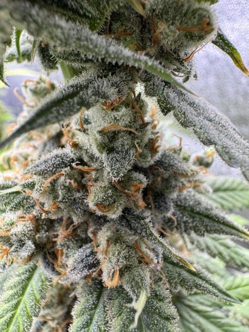 Auto Opium - Divine Seeds. Week 14