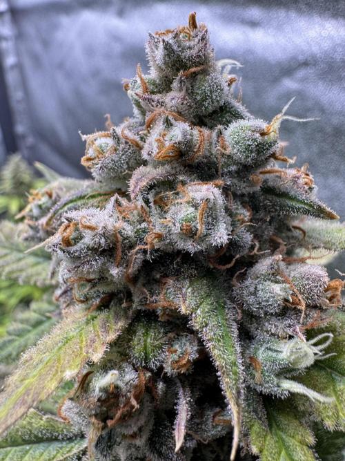 Auto Opium - Divine Seeds. Week 14