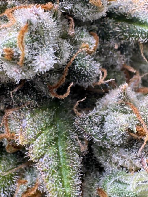 Auto Opium - Divine Seeds. Week 14