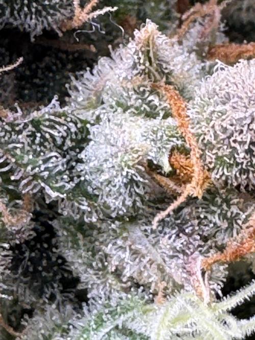 Auto Opium - Divine Seeds. Week 14