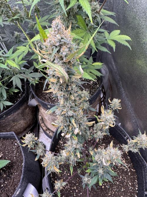 Zkittelz XL Auto - Ganja Farmer Seeds. Week 13