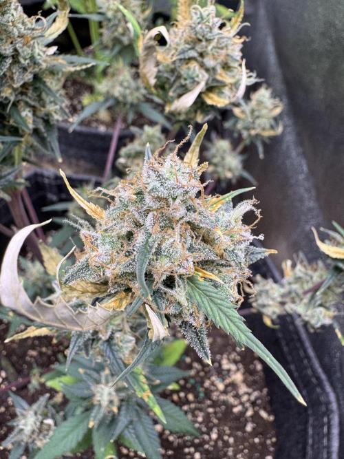 Zkittelz XL Auto - Ganja Farmer Seeds. Week 13