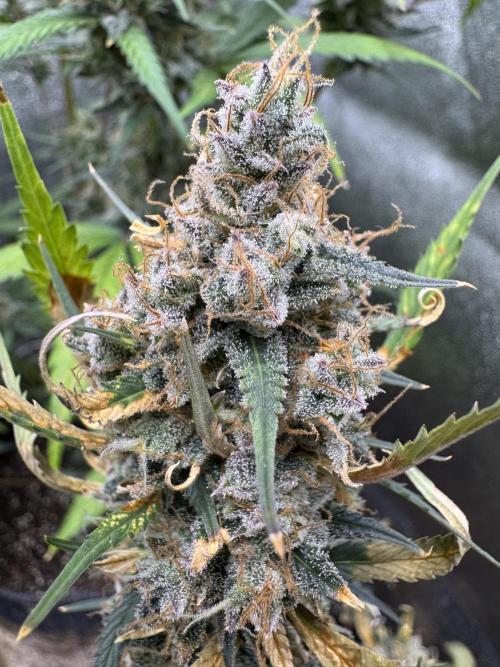 Zkittelz XL Auto - Ganja Farmer Seeds. Week 13