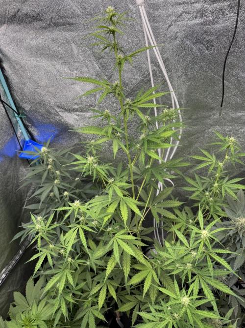 CBD Lemon Auto - Herbies Seeds. Week 7