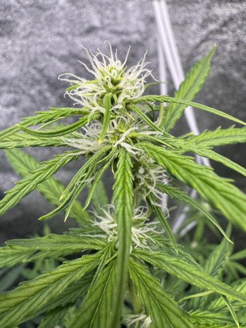 CBD Lemon Auto - Herbies Seeds. Week 7