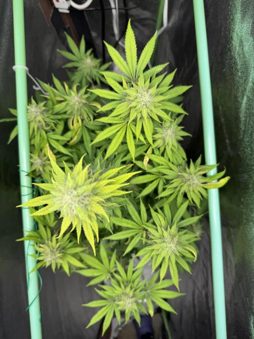 Big Demon by Divine Seeds. Week 17