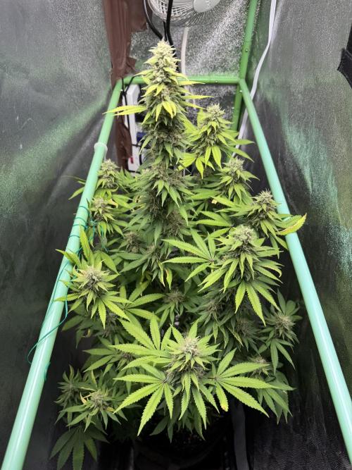 Big Demon by Divine Seeds. Week 17