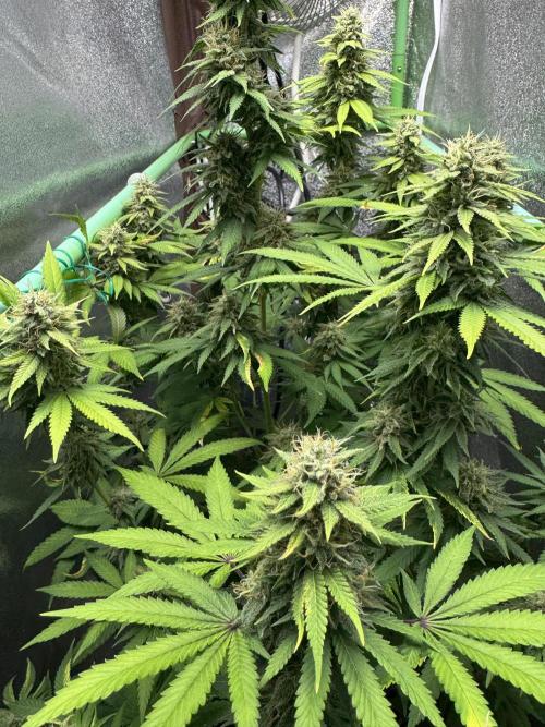 Big Demon by Divine Seeds. Week 17