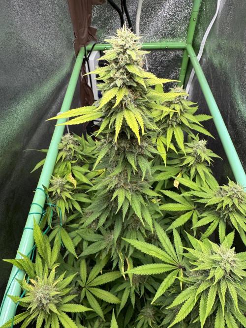 Big Demon by Divine Seeds. Week 17