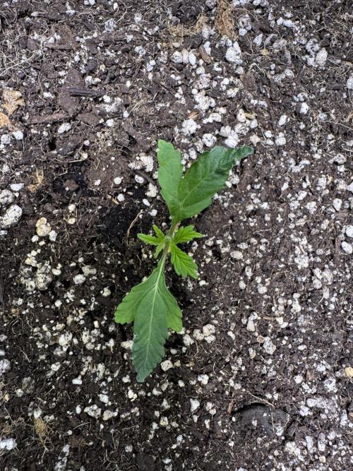 Purple Tangie Auto - Supernatural Seeds. Week 2