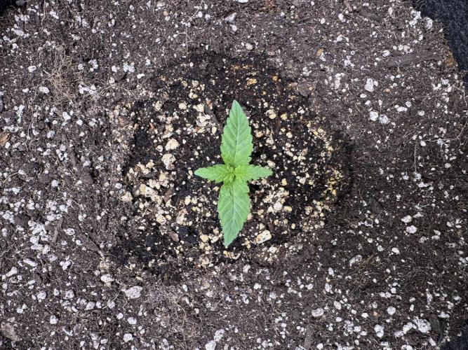 Wild Strawberry F1 Auto Run 2-TasteBudz. Week 1