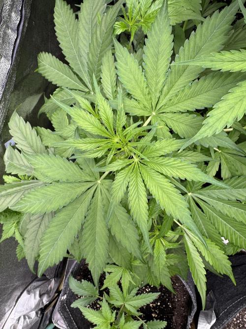 Apple Betty Auto from Herbies Seeds. Week 5