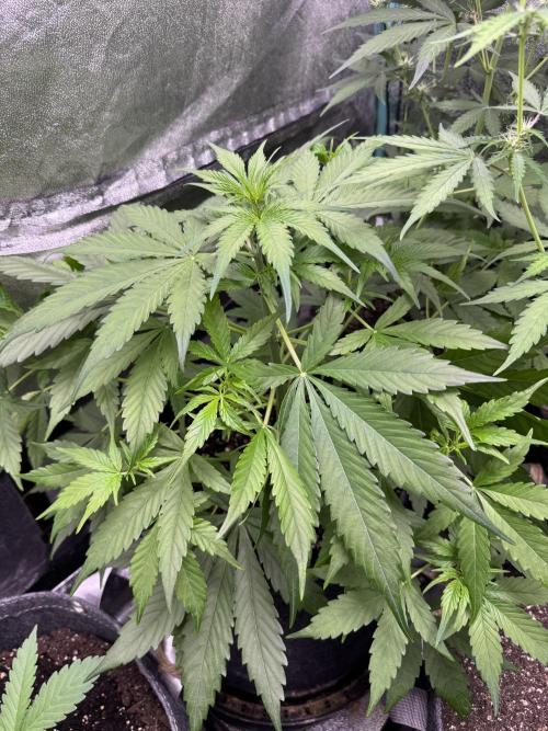 Apple Betty Auto from Herbies Seeds. Week 5