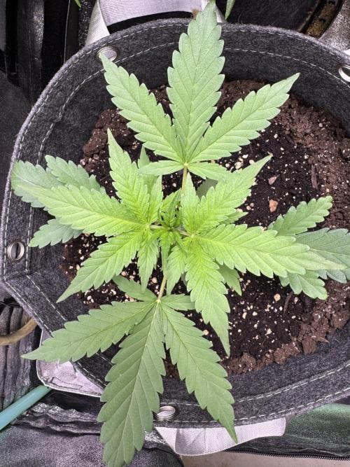 Sour Apple X Strawberry Gorilla Auto. Week 4