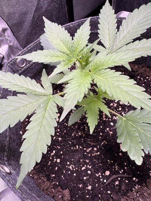 Sour Apple X Strawberry Gorilla Auto. Week 4