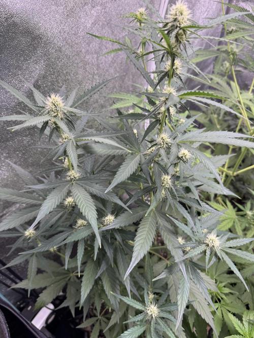 Wurlz F1 Autoflower - Zamnesia Seeds. Week 7