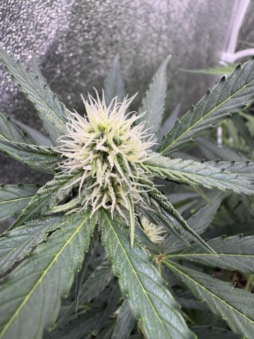 Wurlz F1 Autoflower - Zamnesia Seeds. Week 7