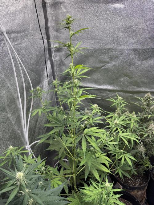 CBD Lemon Auto - Herbies Seeds. Week 7