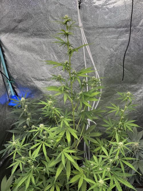 CBD Lemon Auto - Herbies Seeds. Week 7