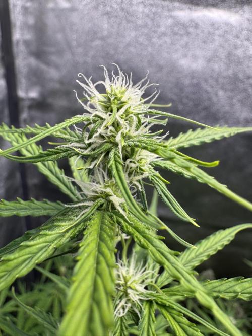 CBD Lemon Auto - Herbies Seeds. Week 7