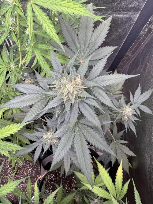 Caramel Auto - FastBuds. Week 9