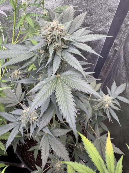 Caramel Auto - FastBuds. Week 9