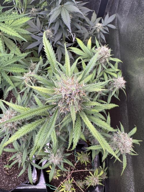 AUTO WHITE WIDOW - Divine Seeds. Week 11