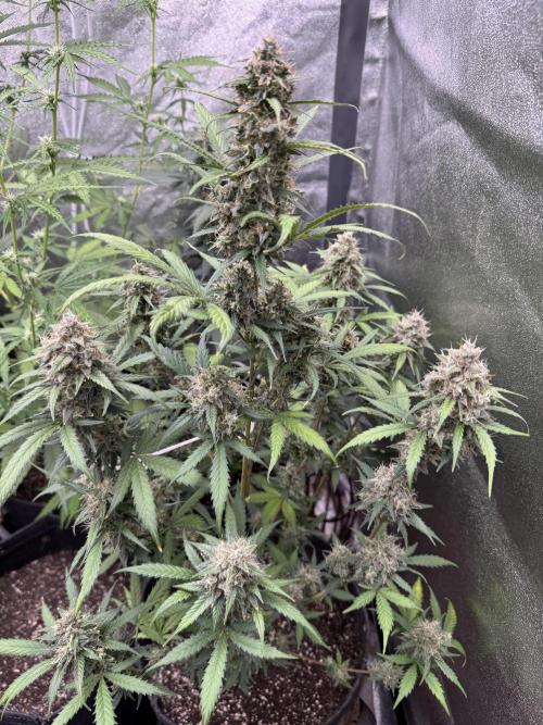 AUTO WHITE WIDOW - Divine Seeds. Week 11