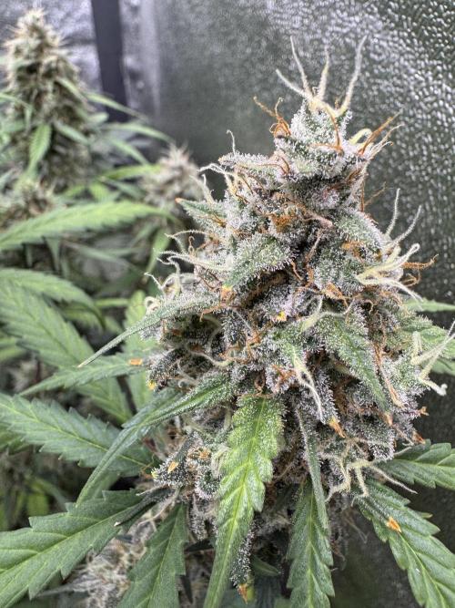 AUTO WHITE WIDOW - Divine Seeds. Week 11