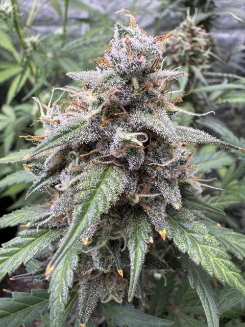 AUTO WHITE WIDOW - Divine Seeds. Week 11