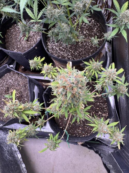 Elephant Berry Auto. Week 13