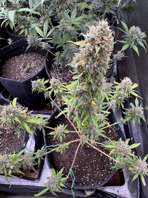 Elephant Berry Auto. Week 13