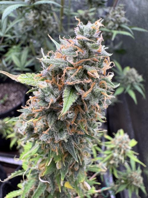 Elephant Berry Auto. Week 13