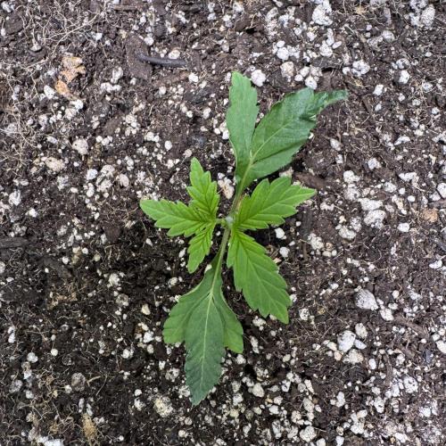 Purple Tangie Auto - Supernatural Seeds. Week 3