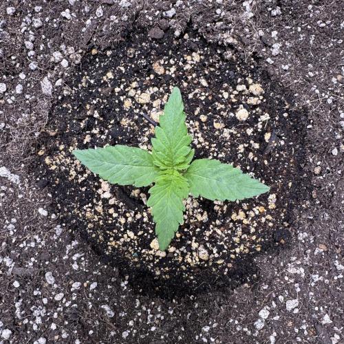 Wild Strawberry F1 Auto Run 2-TasteBudz. Week 1