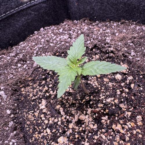 Wild Strawberry F1 Auto Run 2-TasteBudz. Week 1