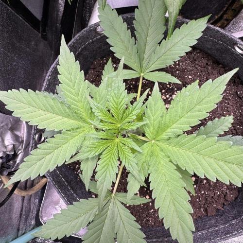 Sour Apple X Strawberry Gorilla Auto. Week 4