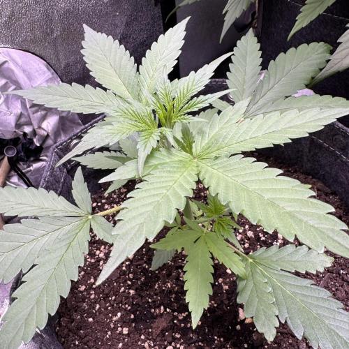 Sour Apple X Strawberry Gorilla Auto. Week 4