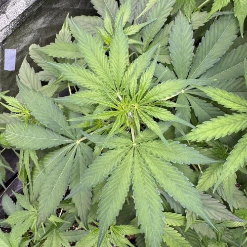 Apple Betty Auto from Herbies Seeds. Week 5