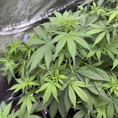 Apple Betty Auto from Herbies Seeds. Week 5