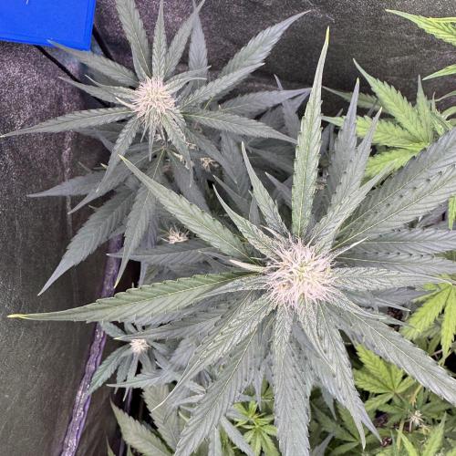 Wurlz F1 Autoflower - Zamnesia Seeds. Week 7