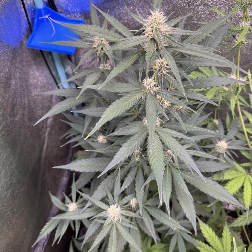 Wurlz F1 Autoflower - Zamnesia Seeds. Week 7